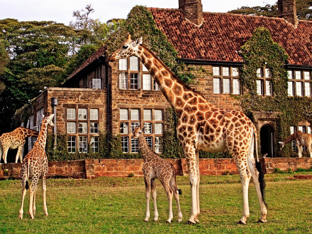 Giraffe Manor