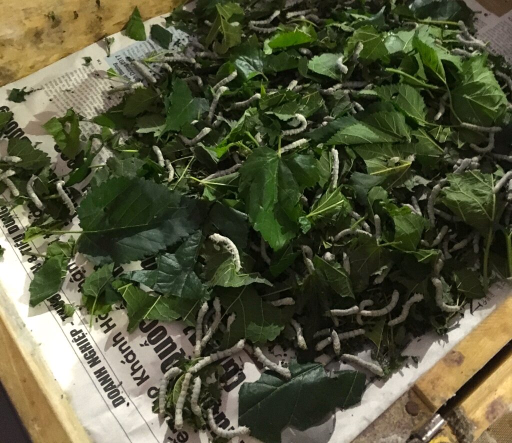 silk factory in Dalat