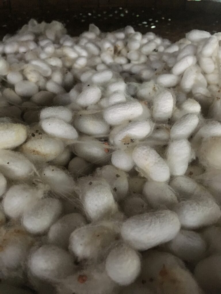 silk factory in Dalat